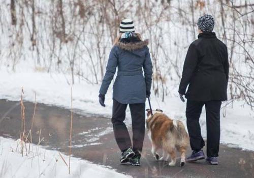 A man and woman walking a dog on the nature trail near Haverford Court apartments for rent.