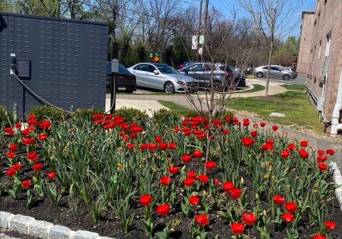 a bed of red tulips